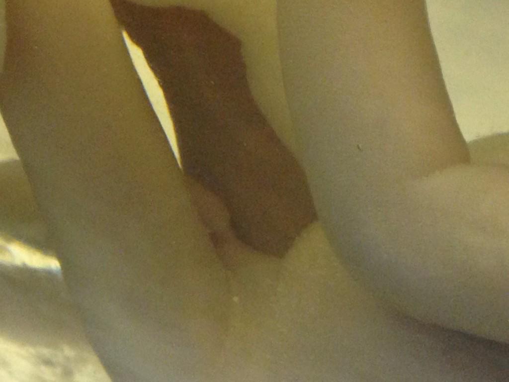 tryalldoors's tweet photo. @trackrunners1 @SilentUK @dsankt featuring the nanopenis from my little dead buddy here in G. http://t.co/8NmNteAW3I