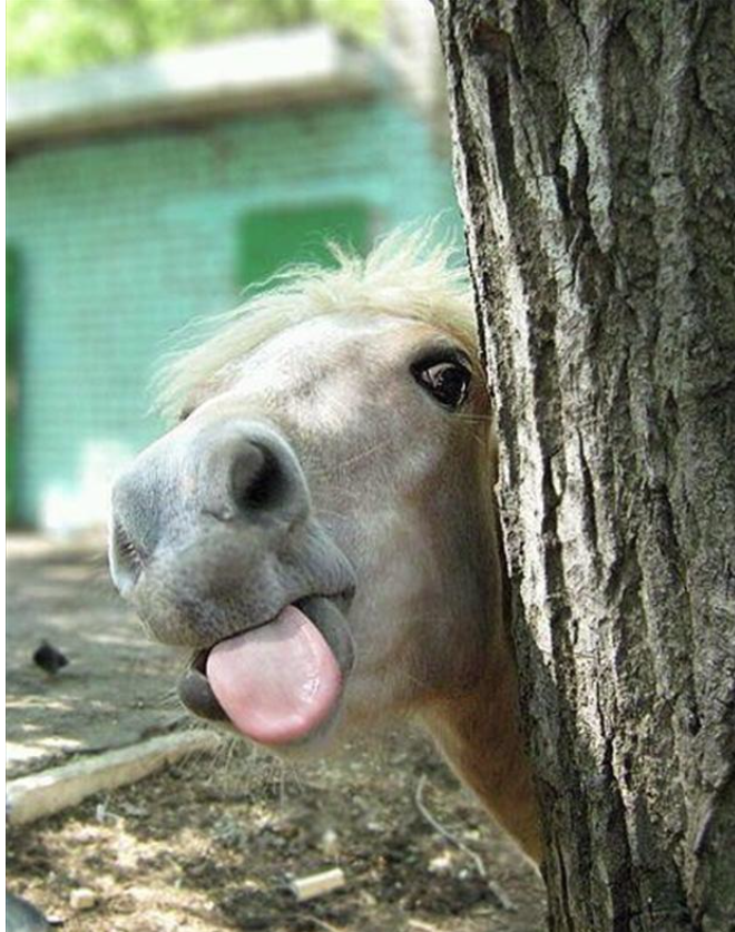 GollyGaloshes's tweet photo. #FF @NBakerParaRider @VBEventing aka ‘Team GG’ and brand ambassader @MTaylorEventing itssFrrriiddaay! Hve a good one! http://t.co/soAjJmOVrx