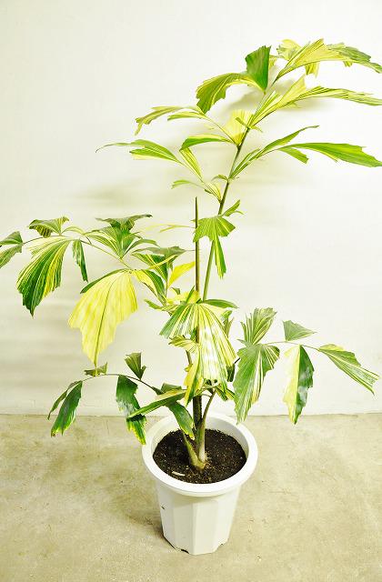 クジャクヤシ 斑入り クジャクヤシ クジャクヤシ | Garden-Information | 湘南造園