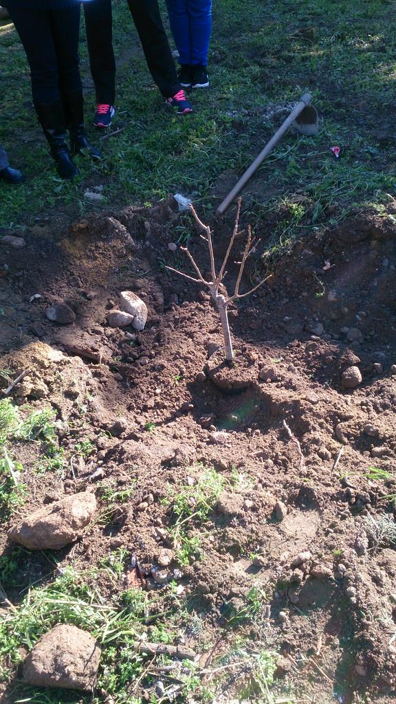 LadoActivo's tweet photo. Tras la celebración hemos plantado un almendro en el patio del instituto. http://t.co/Ph5ROYpmi8