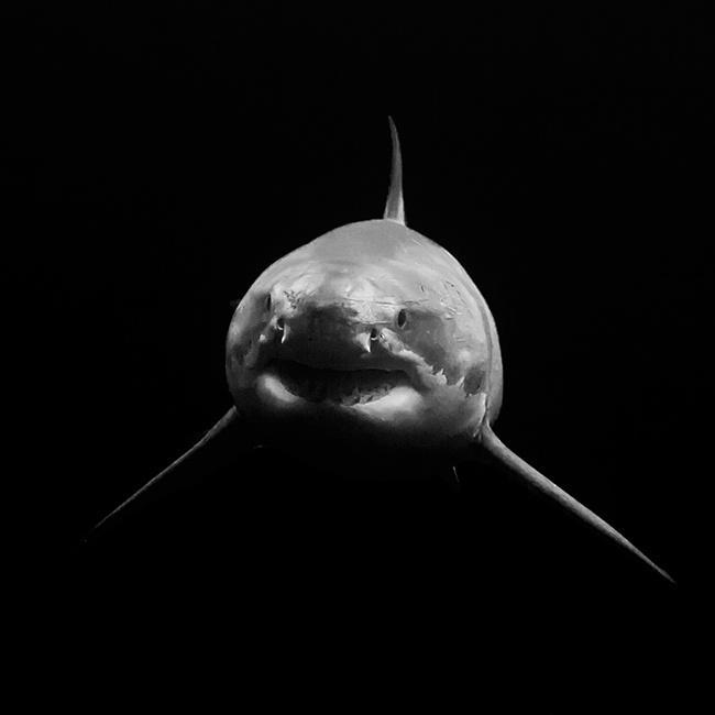 George T Probst On Twitter Lucy In High Contrast Black And