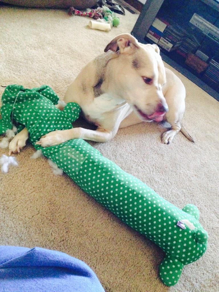 aNdyagirlKells's tweet photo. 😁💚🐶 http://t.co/9o8lRZS2vC