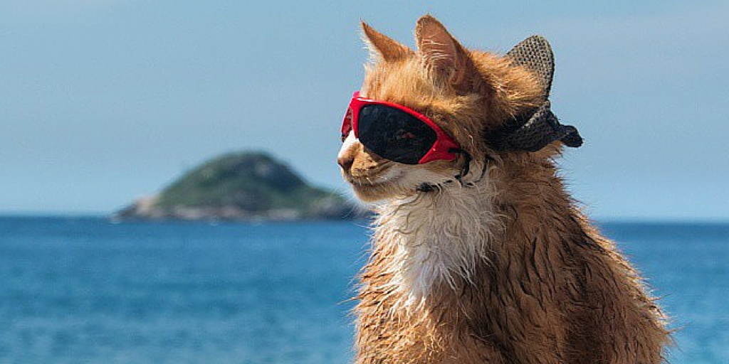 VisitBrasil's tweet photo. Ready for weekend! 😸🌊 #MyFeelingsInThreeWords (@degeoffroy via Instagram) http://t.co/VMDJblVQHj