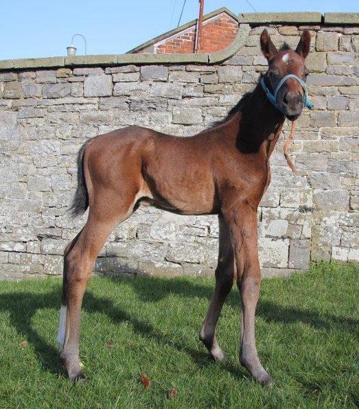 YortonFarm's tweet photo. Our first Universal colt foal makes his appearance @yortonfarm.Ex Fire Ship 1/2 sis to a Gr.3 winner #bigbootstofill http://t.co/iDaCN1Qx0g