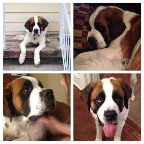 RidingBackwards's tweet image. Community comes together on West Deptford day and night to search for mossing dog. @CBS3Newsdesk  @NBCPhiladelphia