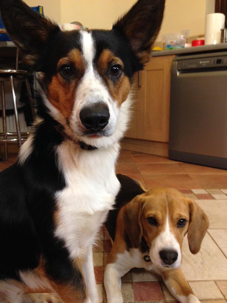 IndieBabyPup's tweet photo. We are waiting fur the ball! 🎾👊 http://t.co/OelVFqZ53u