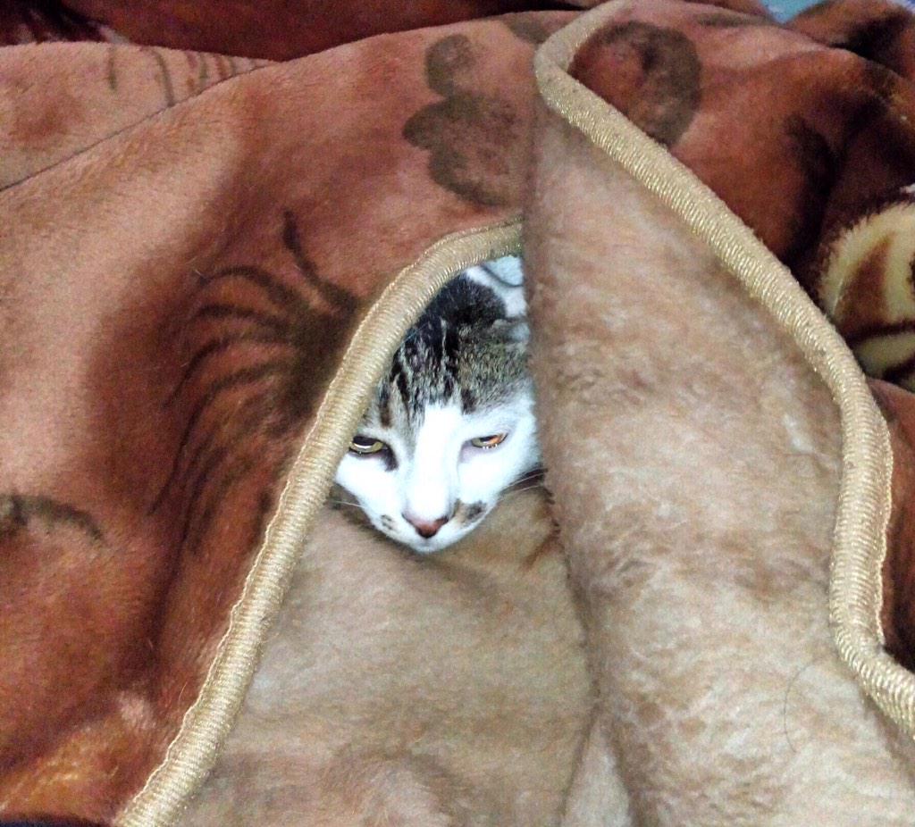 TaslimasCat's tweet photo. Delhi is too cold. http://t.co/b3TFDIXFun