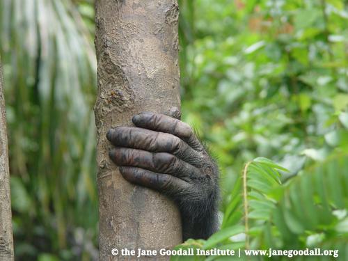 JaneGoodallInst's tweet photo. #Fact #Chimpanzees have opposable thumbs &amp; big toes, giving them precision grip on almost anything. #FunFactFriday http://t.co/xtJaeZ6YZV