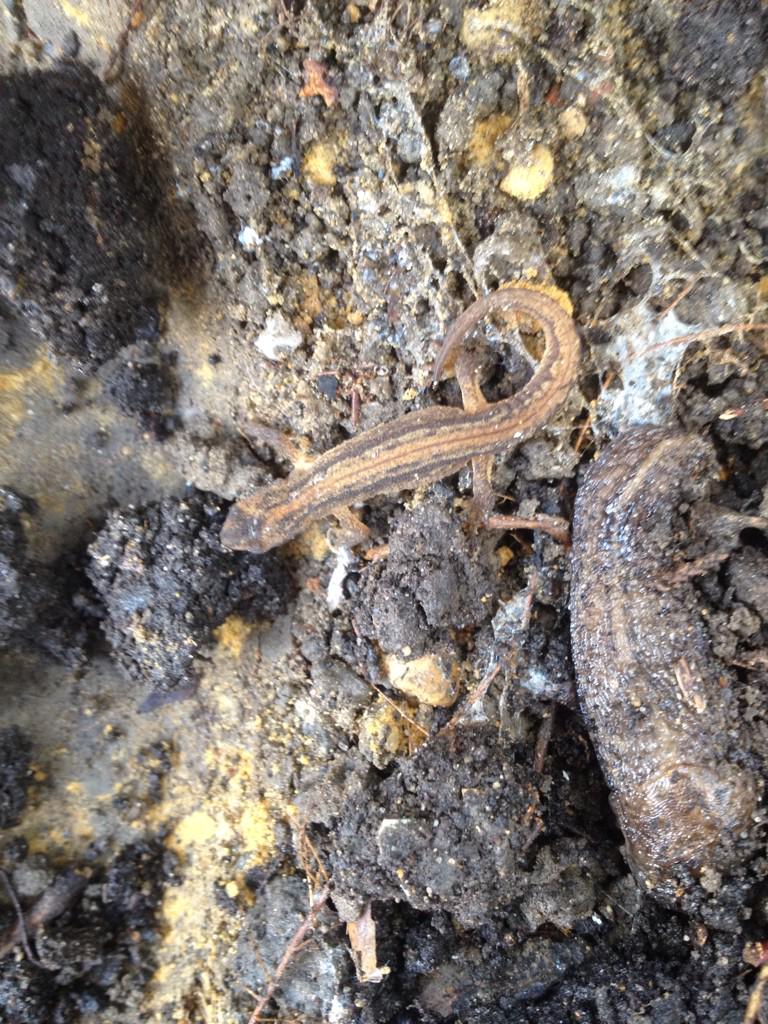 SamCumber's tweet image. Found this little fella today.