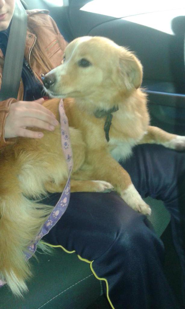 GemaEspada's tweet photo. Se busca sitio para esta preciosidad.Ha sido abandonado en Córdoba, por la Avda.Barcelona.Noble,educado y cariñoso.RT http://t.co/5hEzVh3QVe