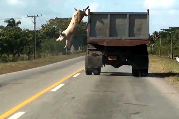 B9LN5InCQAAanL-.jpg:large