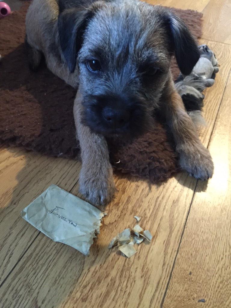 BadBocho's tweet photo. Really enjoyed the run you took me on in the freezing cold mum! Your tips were delicious by the way! xxx http://t.co/jMjN01sKj0