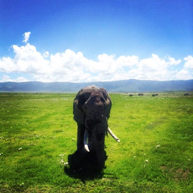 ScholarsProject's tweet image. #TGIF On this snowy Friday, we're dreaming of beauty and nature in #Africa!