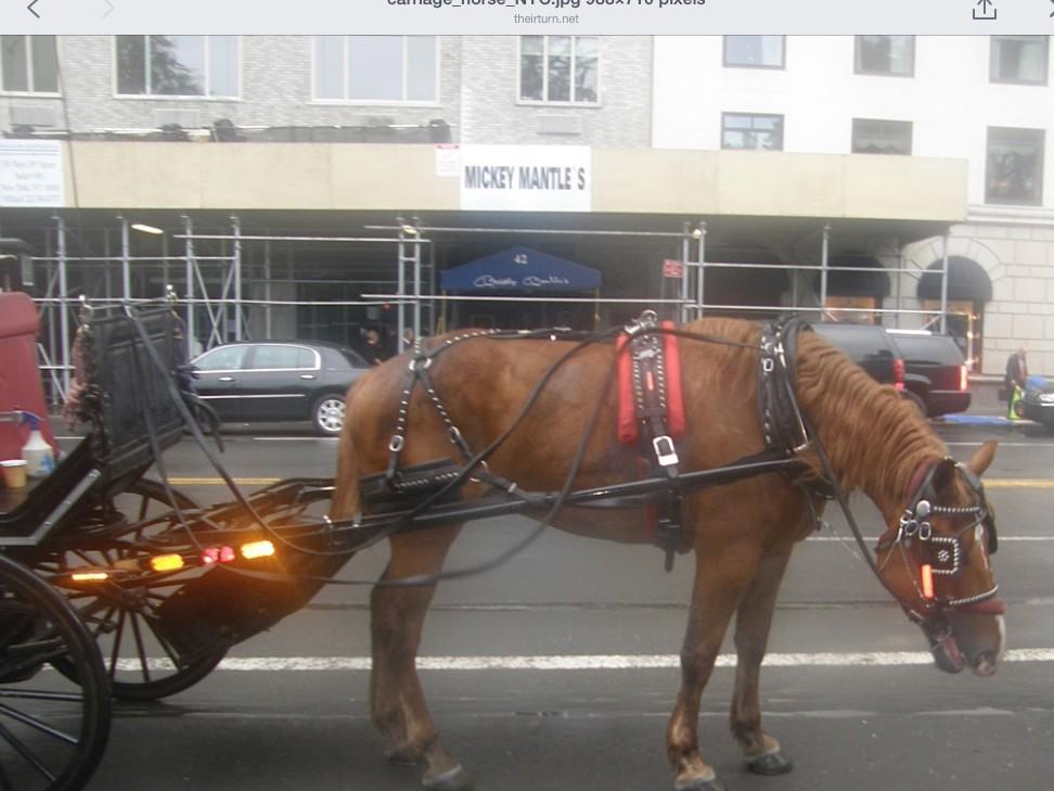CyG_zoom's tweet photo. #zooooom on #society #horses #Animalia http://t.co/rekKhhOiN1
