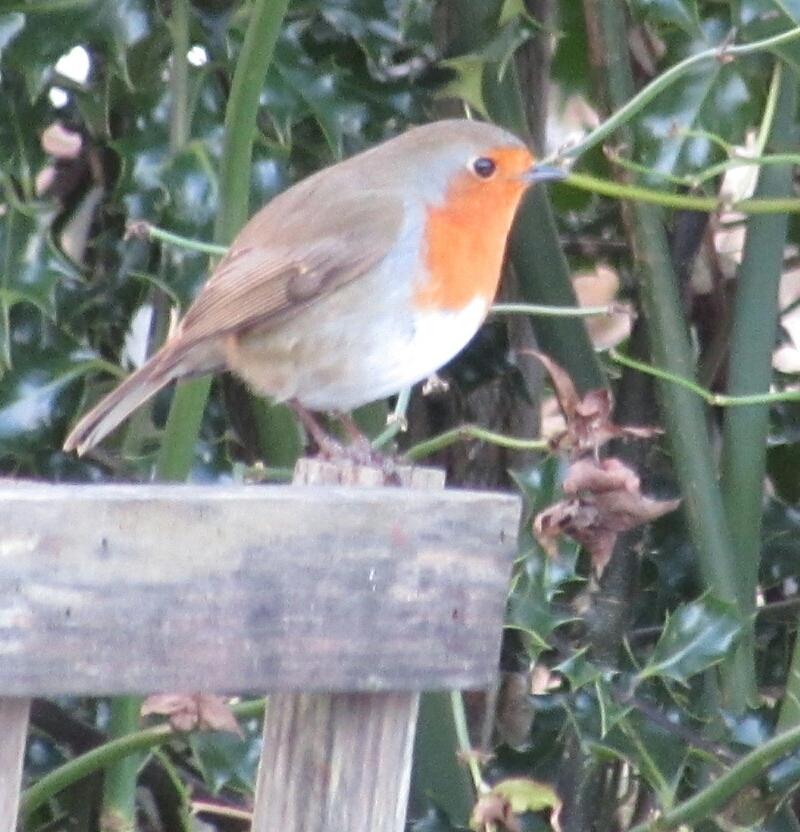 wildlife_news's tweet photo. RT @juliebernadett3: @wildlife_uk Mr Robin, long tailed tot and Jack daws?  With an aerial view ;-) http://t.co/tE6p9QEi1f