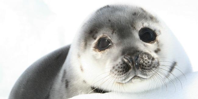 морской котик зомби