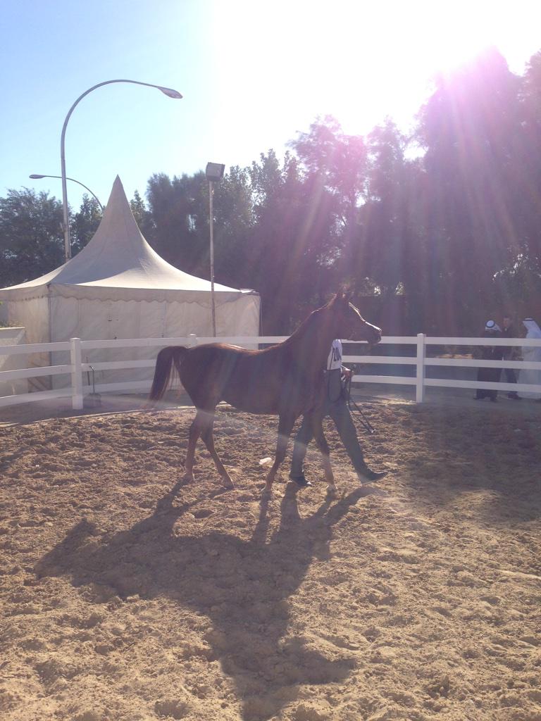 Turki_Al_Saeed's tweet photo. بطوله الخيل ألعربيه الاصيله http://t.co/4j4I4srdHt