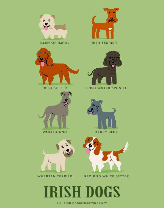 smith_dawwizer's tweet photo. #Irish #breeddogs http://t.co/LmHSzhPHu1