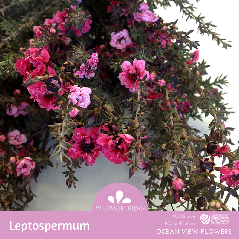 OVFlowers's tweet photo. Lepto shows no mercy to your delicate hands. Wear gloves! #flowerfriday #CAGrown #AmericanGrown #FlowerFarmer #ouch http://t.co/rXpfbLJqlk