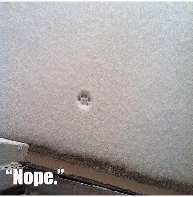 MilesSTEREOS's tweet image. My thoughts exactly. #meow #CatsOfTwitter