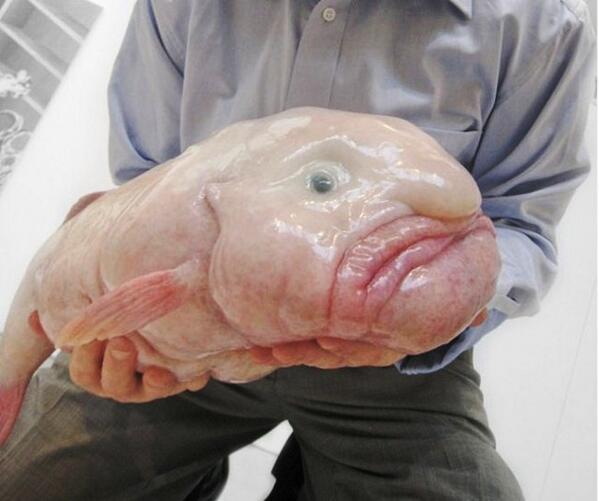 Imatge d'enllaç permanent incrustada