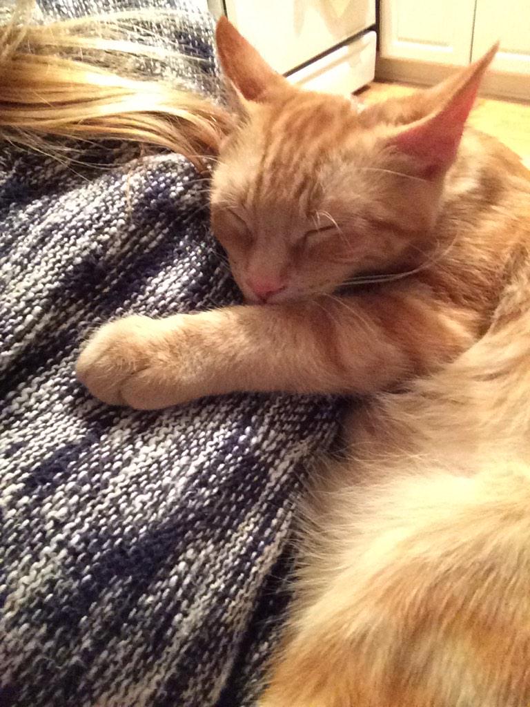 juniper_liz's tweet photo. Thinking about closing up and becoming a professional cat holder. Yeah, I'll hold your cat so good. http://t.co/iyde95qsxu