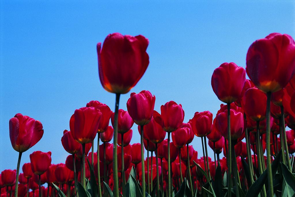 Holland Photo of the Day: Dutch flowers! #HPOTD