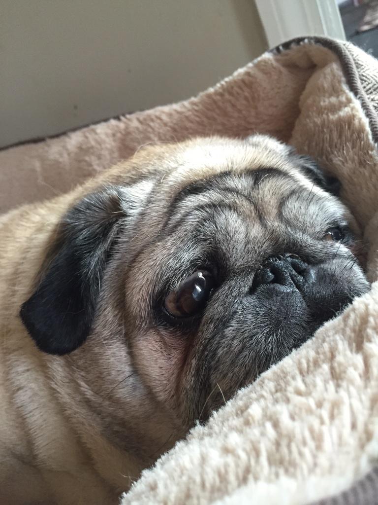 SpencerMattix's tweet photo. It's a rough life for @TrixieMattix http://t.co/UStXzWlHwo