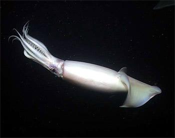 LineaAnimal's tweet image. sabias Que?
Existen registros de la captura de un calamar con un tamaño de 17 metros de largo.