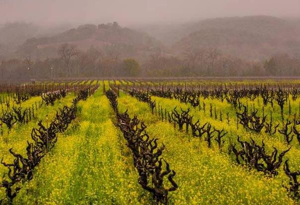 AvivaKanoff's tweet photo. Shabbat shalom from #Sonoma!! http://t.co/UZfh5HdmiV