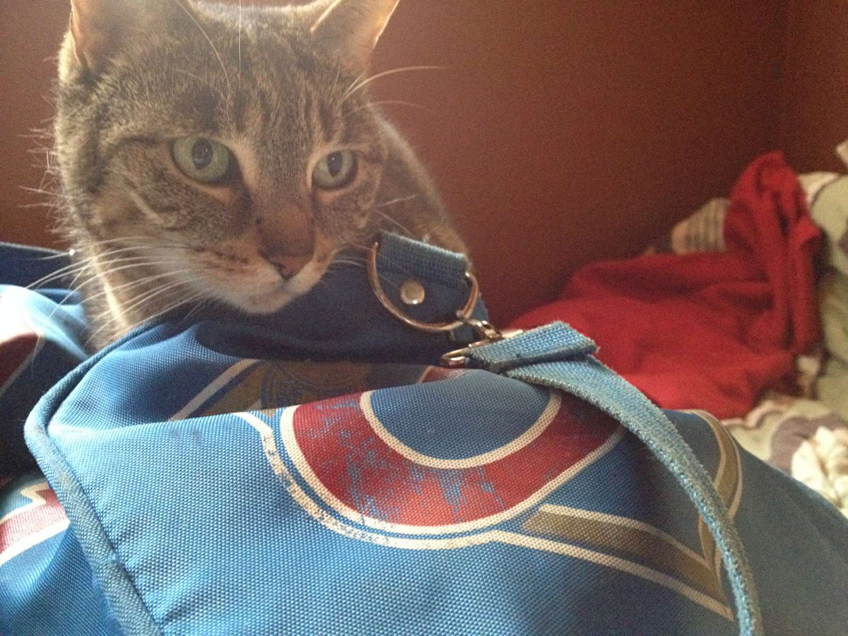 Chris Shaw tweet media