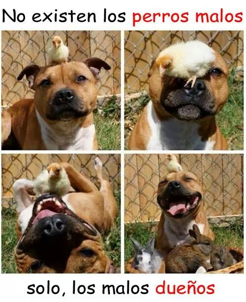 CVcanopus's tweet photo. Hoy os damos las buenas noches con una gran verdad, "No existen los perros malos..." #VerdadVerdadera 🐶 #Canopus http://t.co/lcisEfYVvR