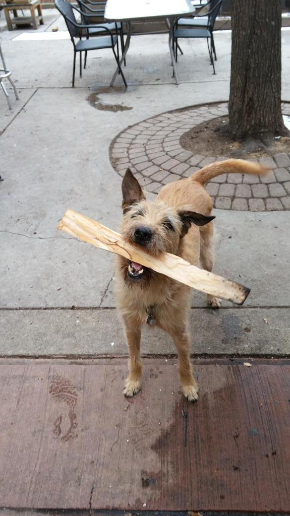 BillGRinehart's tweet photo. #DogsofOTR http://t.co/1r5YsxsXa4