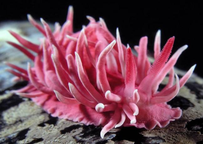 Pink sea slug