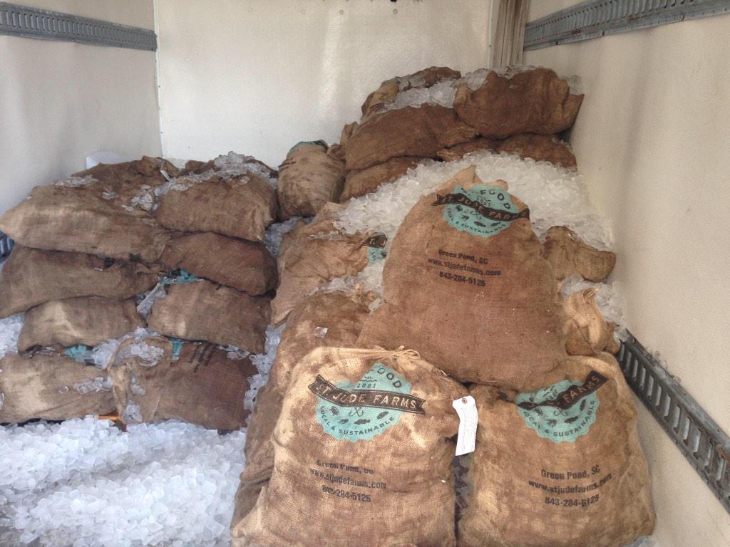 SCaquarium's tweet photo. What do 60 bushels of oysters look like? Thanks @StJudeFarmsSC! #GoodCatch #PledgeToAsk http://t.co/dcQuJh2iCS