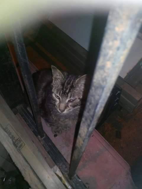 İSTANBUL ÜMRANİYE 05355681286 ÇOK HASTALAR SIĞINDIKLARI APARTMANDN ATILACAKLR YALVARIRM DUYUN facebook.com/SokakMelekleri…