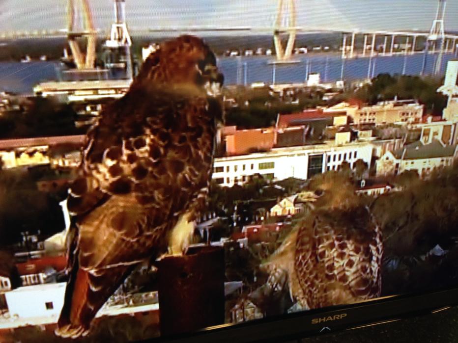 Debi Chard Lockwood tweet media