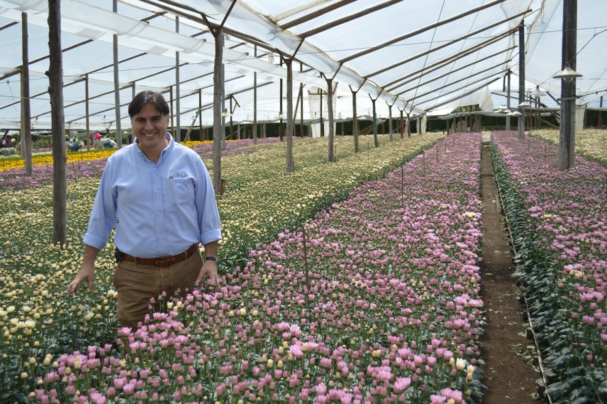 janeteastman's tweet photo. #Colombia #flowers Short growing, fast deliveries #libertyblooms #Mayesh #WFFSA http://t.co/grWihq2D1K via @oregonian http://t.co/lbRX154bQG