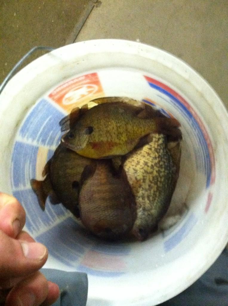 MNfishnatic tweet picture