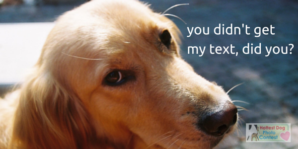 hotdogcollars's tweet photo. What would your #dog text? http://t.co/ywB0hPmIIM #dogtexting #dogtruth http://t.co/KebMz6LByz