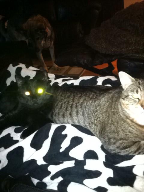 TKostanko's tweet photo. Happy birthdays to lucy and ozzy #3yearsofage http://t.co/ExAc7qD7jr