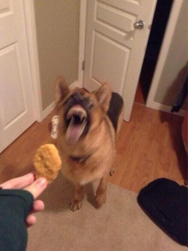 😂😂😂“@skwheeeler: <a href="/BrittyParker/">Brittany Little</a> RT <a href="/SpeakComedy/">Speak Comedy</a>: when i see chicken nuggets ”