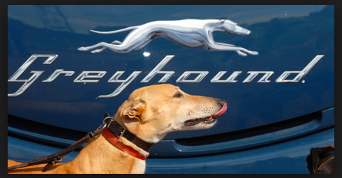 SurepickRatings's tweet image. PLEASE RE-TWEET ALL MY FRIENDS -  surepick.com.au 200% day of the year to purchase  4x Group One Races tonight