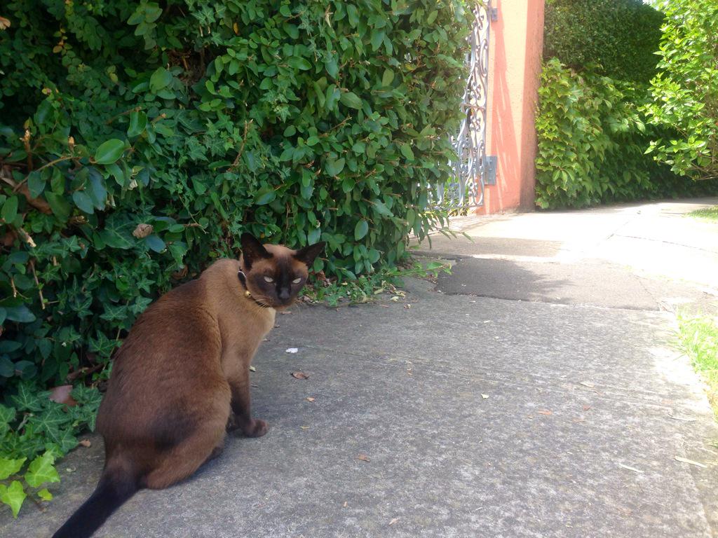 Media still camped outside Malcolm Turnbull's home. And this cat. He definitely knows something.... #libspill #auspol