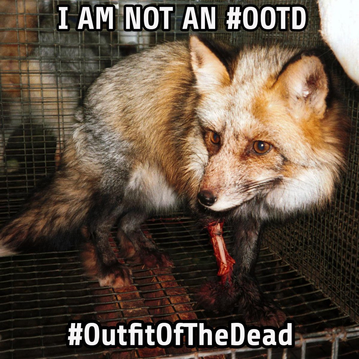 Agent_420_'s tweet photo. #ThisIsHowYouSaveAnimals http://t.co/uxkrhRvD8T
