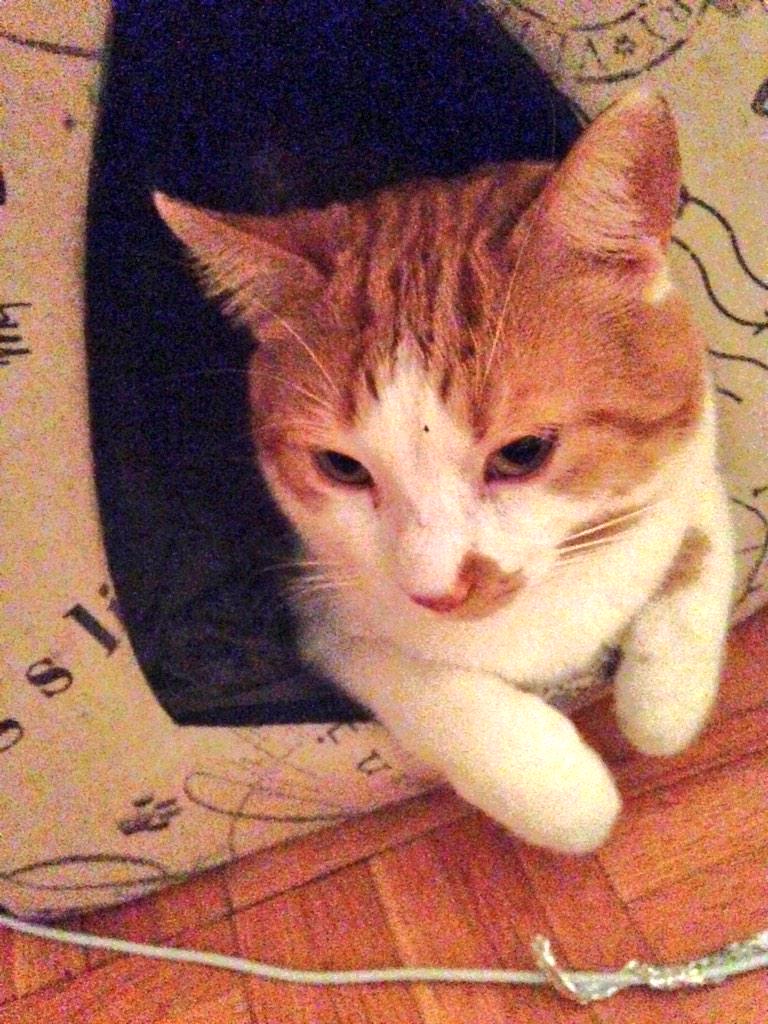 DanicaHere's tweet photo. I love this cat SO much. #Maxoftheday http://t.co/HRrMwG5mbZ