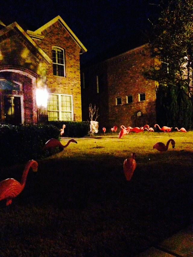 2015Project's tweet photo. The flamingos strike again! #letsgetflocking @KCHS_2015 @CHS_Nation http://t.co/T1LTdj99jZ