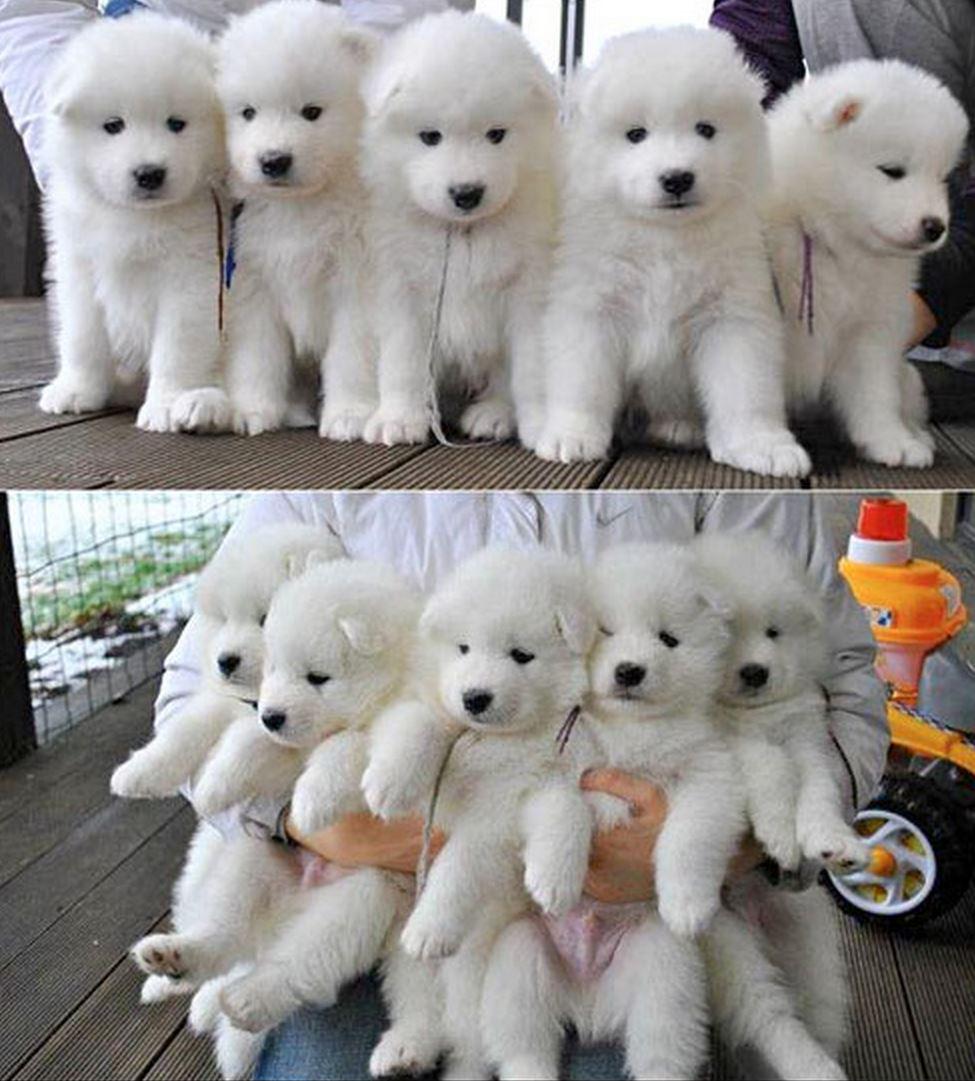 Just like mini polar bears!