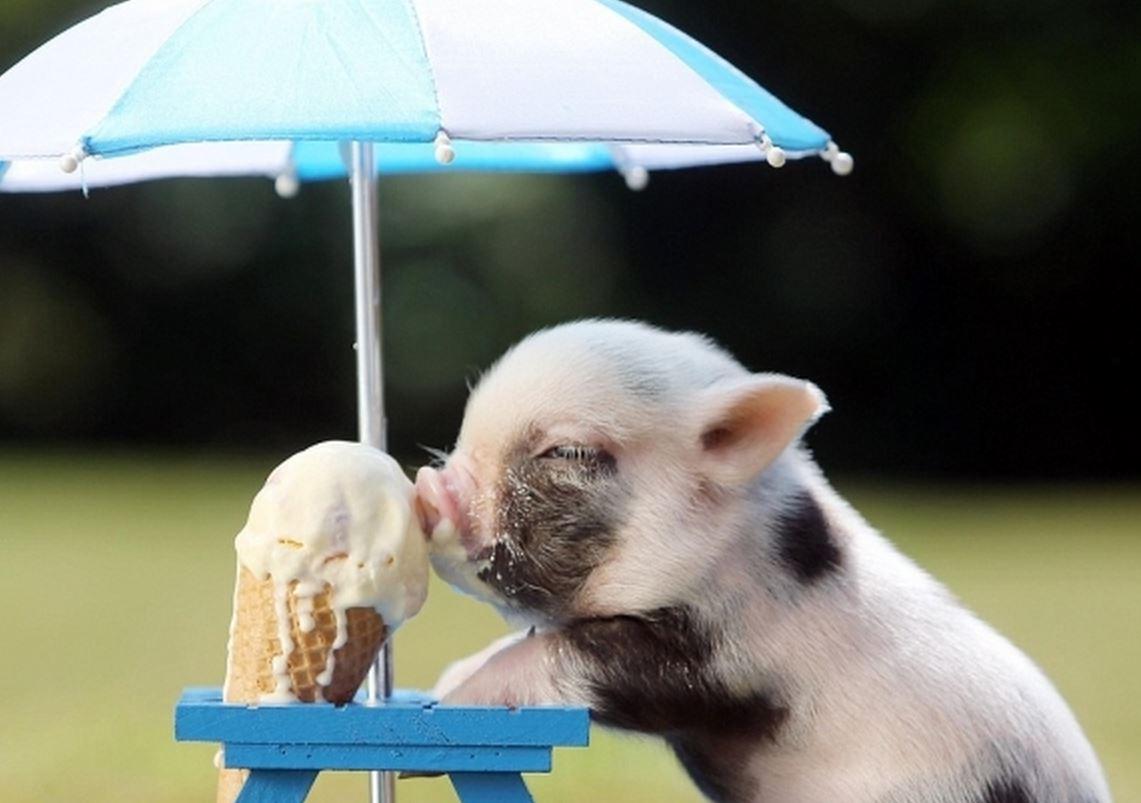 Picnic time? More like Pignic time!