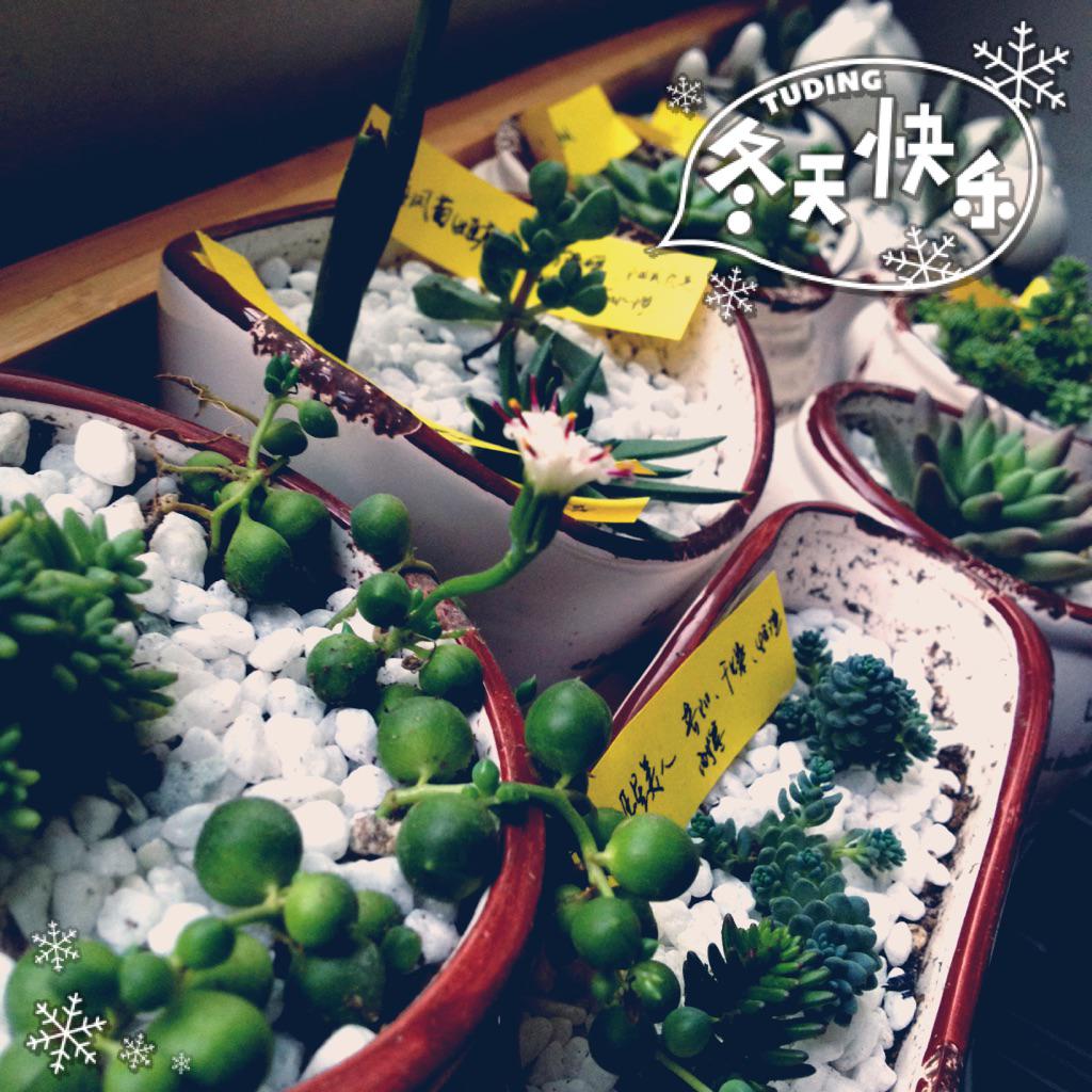 周慧敏missmichelle 佛珠开花啦 Http T Co Pdbo666btj Twitter